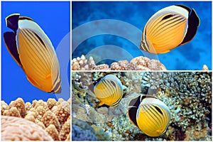 Coral fish Exquisite butterflyfish Chaetodon austriacus - Red Sea