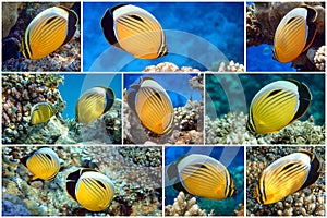 Coral fish Exquisite butterflyfish Chaetodon austriacus - Red Sea