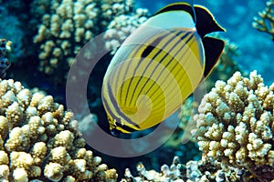 Coral fish Exquisite butterflyfish Chaetodon austriacus - Red Sea
