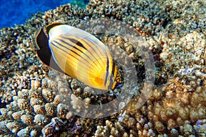 Coral fish Exquisite butterflyfish Chaetodon austriacus - Red Sea