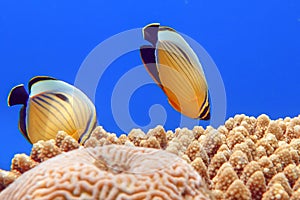 Coral fish Exquisite butterflyfish Chaetodon austriacus - Red Sea