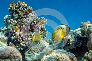 Coral fish Exquisite butterflyfish Chaetodon austriacus - Red Sea