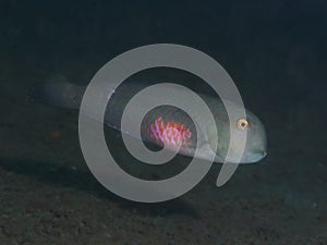 Coral fish Fivefinger wrasse