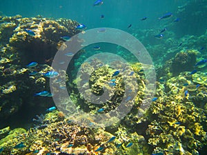 Coral and fish on the Great Barrier Reef, Australia