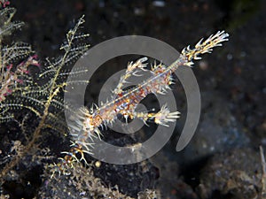 Coral fish Harlequin ghost pipefish