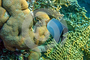 Coral fish - Hooded butterflyfish or Orangeface butterflyfish Chaetodon larvatus in Red Sea photo