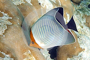 Coral fish - Hooded butterflyfish or Orangeface butterflyfish Chaetodon larvatus in Red Sea photo