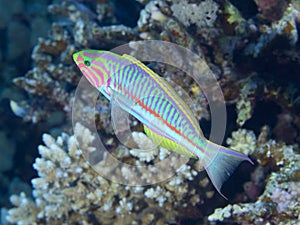 Coral fish Klunzinger`s wrasse