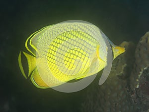 Coral fish Latticed butterflyfish
