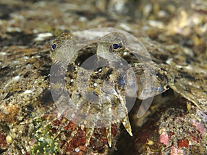 Coral fish Leopard flounder