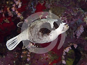Coral fish Masked puffer