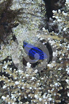 Coral fish off Balicasag Island, Panglao, Bohol, Philippines