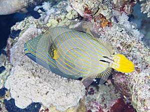 Coral fish Orange-stripped triggerfish