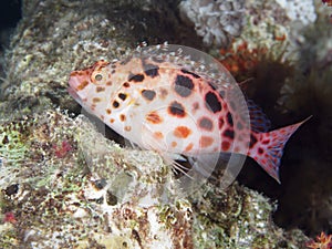 Coral fish Pixie hawkfish