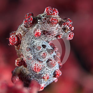 Coral fish Pygmy seahorse