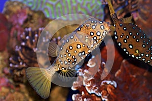 A Coral fish in the Red Sea
