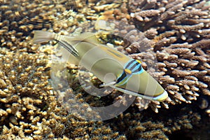 A Coral fish in the Red Sea