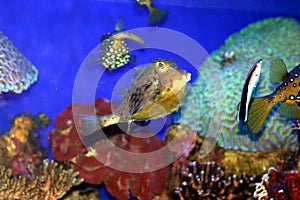 A Coral fish in the Red Sea