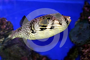 A Coral fish in the Red Sea