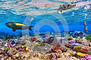 Coral and fish in the Red Sea.Egypt