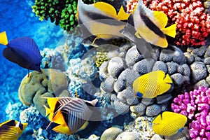 Coral and fish in the Red Sea. Egypt, Africa. photo