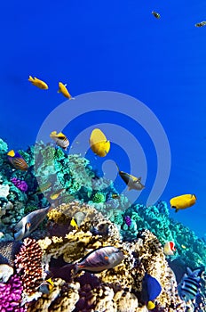 Coral and fish in the Red Sea. Egypt, Africa.