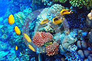 Coral and fish in the Red Sea. Egypt, Africa.