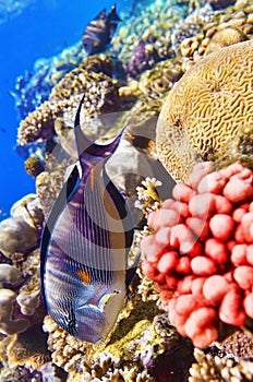 Coral and fish in the Red Sea.Fish-surgeon.