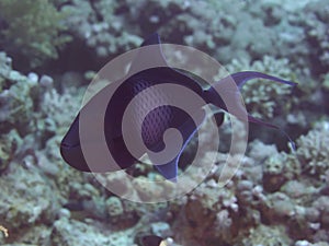 Coral fish Redtooth triggerfish