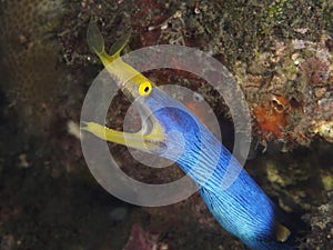 Coral fish Ribbon eel