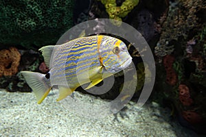 Coral fish - Sailfin snapper -Symphorichthys spilurus