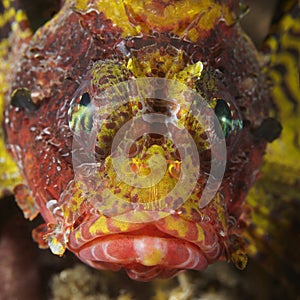 Coral fish Shortfin turkeyfish