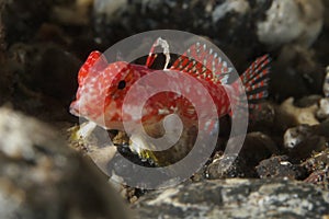 Coral fish Starry dragonet