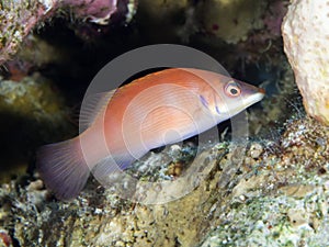 Coral fish Striated wrasse