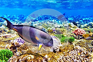 Coral and Fish-surgeon in the Red Sea. Egypt, Africa .