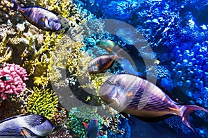 Coral and Fish-surgeon in the Red Sea. Egypt, Africa .