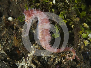 Coral fish Thorny seahorse
