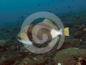 Coral fish Titan triggerfish