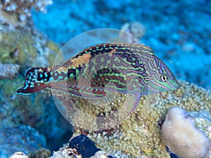 Coral fish Vermiculate wrasse