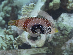 Coral fish Vermiculate wrasse