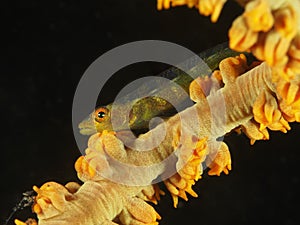 Coral fish Whip caral goby