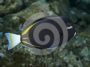 Coral fish Whitecheek surgeonfish photo