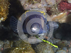 Coral fish Whitespotted boxfish
