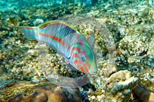 Coral fish - Wrasse -Thalassoma Klunzingeri,  Red Sea.Close up
