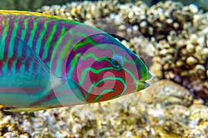 Coral fish - Wrasse -Thalassoma Klunzingeri,  Red Sea.Close up