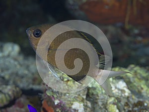 Coral fish Yellow-edge chromis