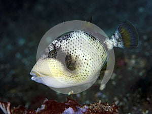 Coral fish Yellowmargin triggerfish