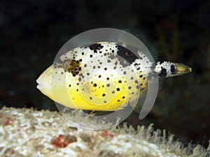 Coral fish Yellowmargin triggerfish photo