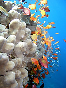 Coral and fishes photo