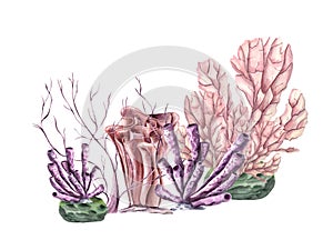 Coral forest. Polyps. Set of corals of various types and shapes. Lagoon underwater world. Marine fauna. Watercolor